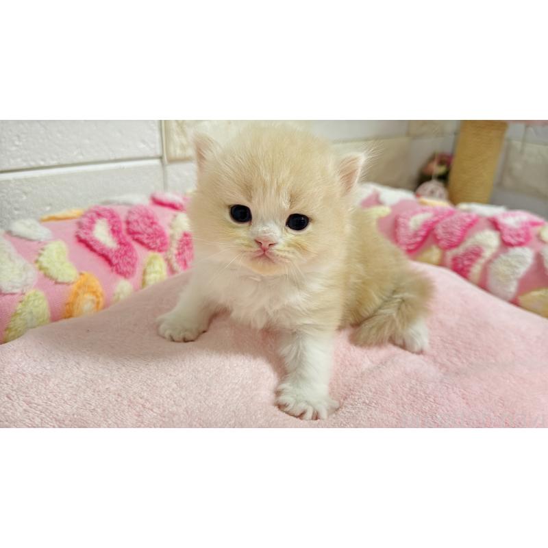 販売中の埼玉県のミヌエット-138156の9枚目