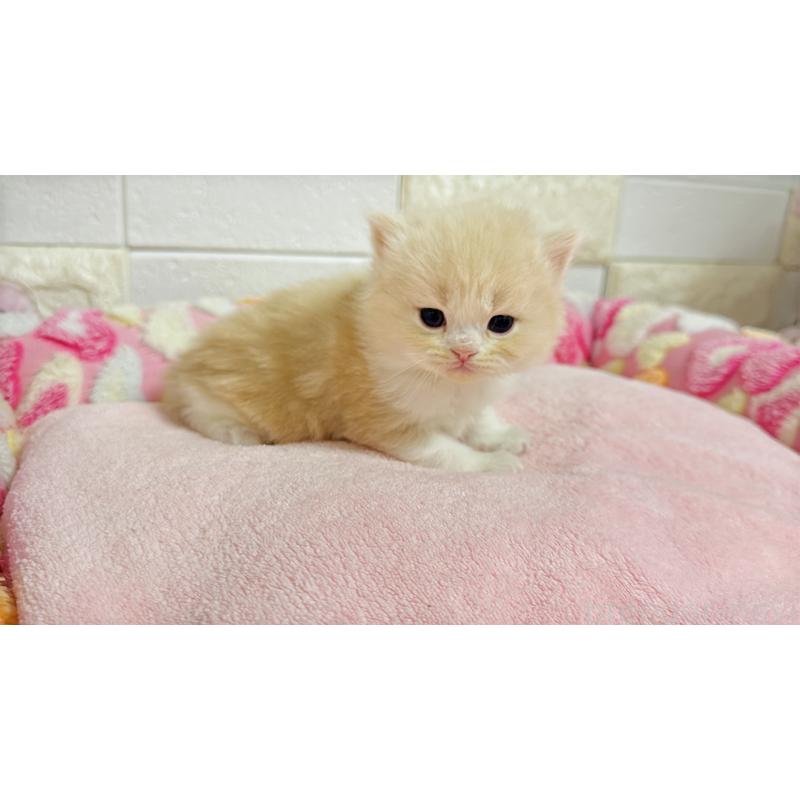 販売中の埼玉県のミヌエット-138156の6枚目