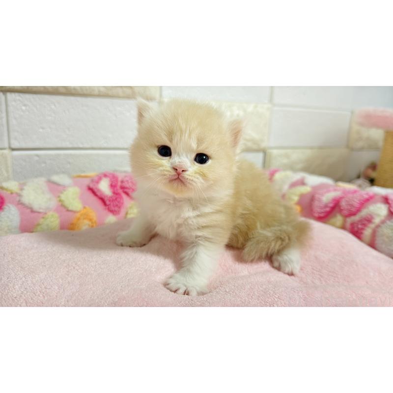 販売中の埼玉県のミヌエット-138156の5枚目