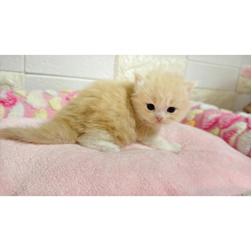 販売中の埼玉県のミヌエット-138156の4枚目