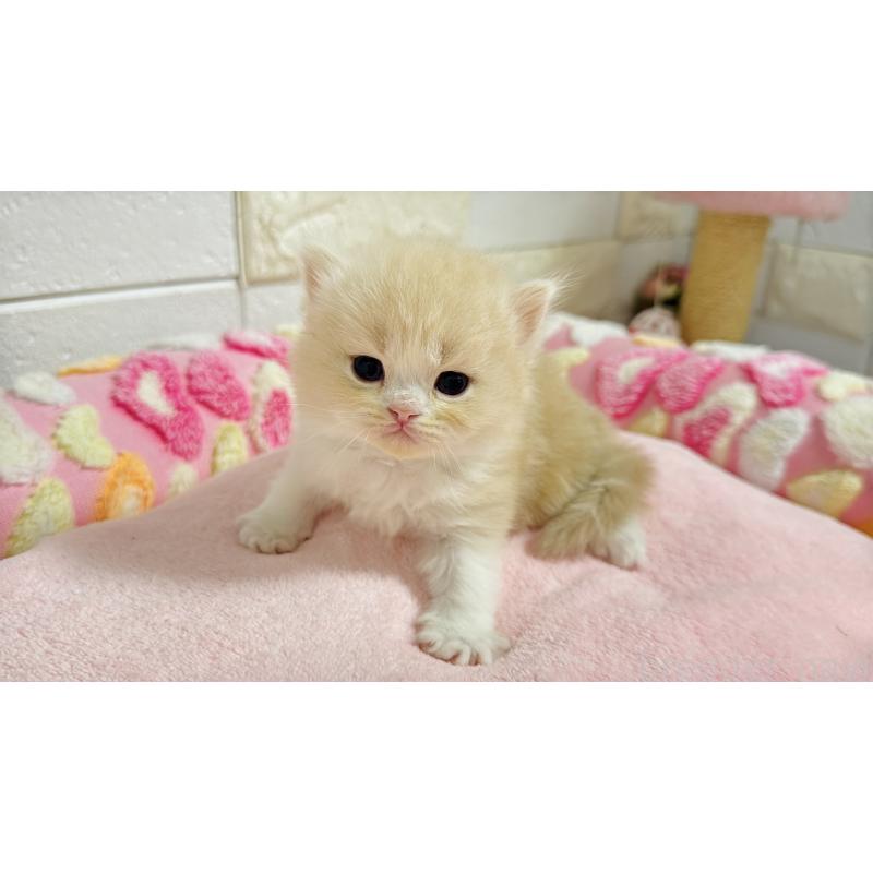 販売中の埼玉県のミヌエット-138156の3枚目