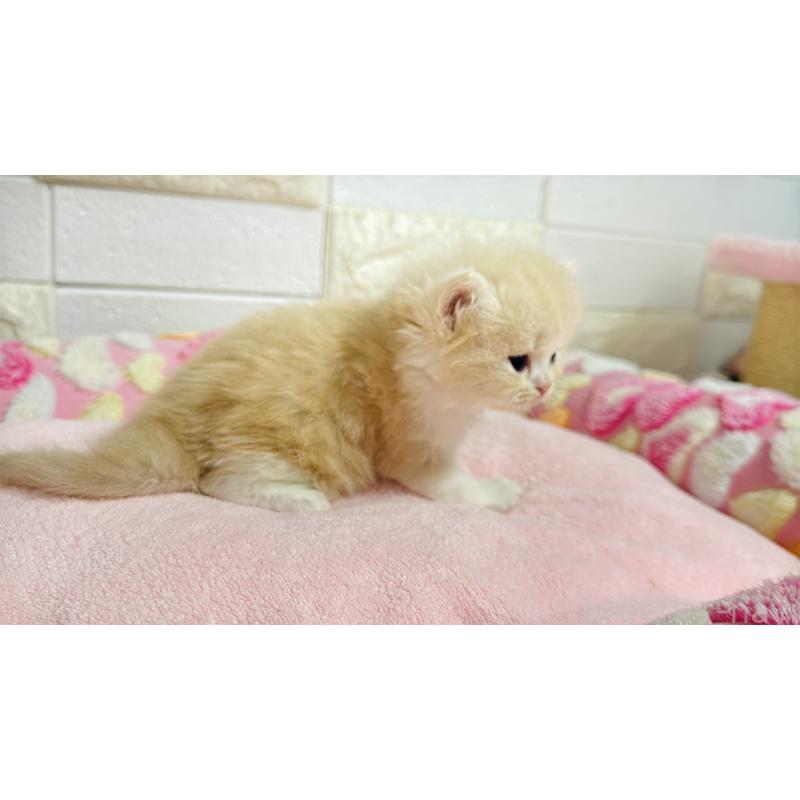 販売中の埼玉県のミヌエット-138156の2枚目