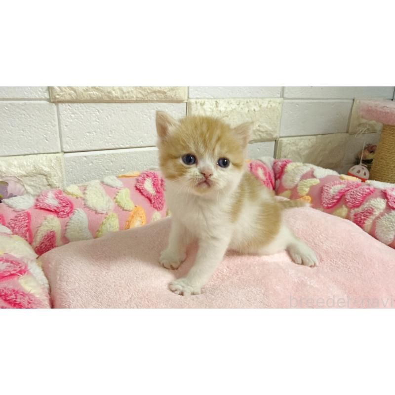 販売中の埼玉県のミヌエット-138158の13枚目