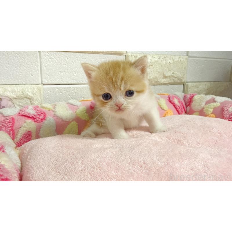 販売中の埼玉県のミヌエット-138158の12枚目