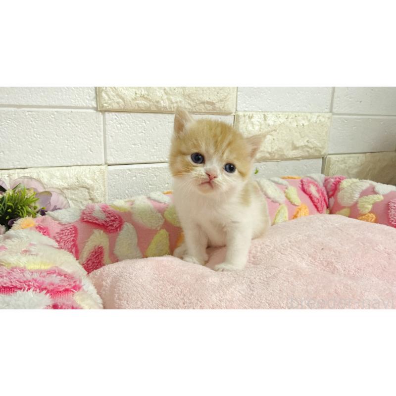 販売中の埼玉県のミヌエット-138158の10枚目