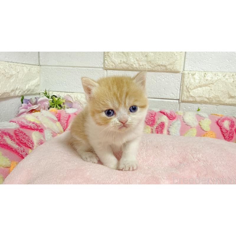 販売中の埼玉県のミヌエット-138158の9枚目