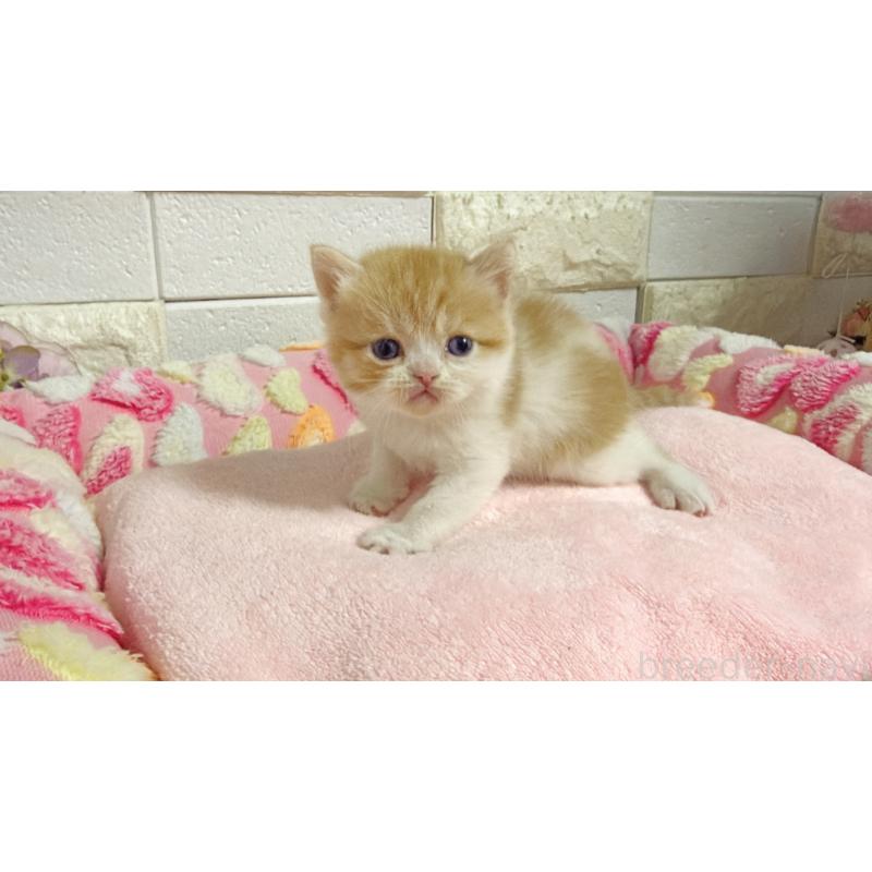 販売中の埼玉県のミヌエット-138158の8枚目