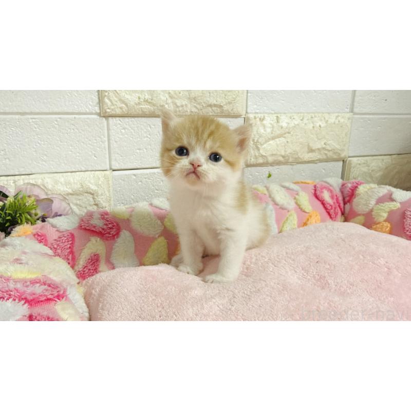 販売中の埼玉県のミヌエット-138158の7枚目