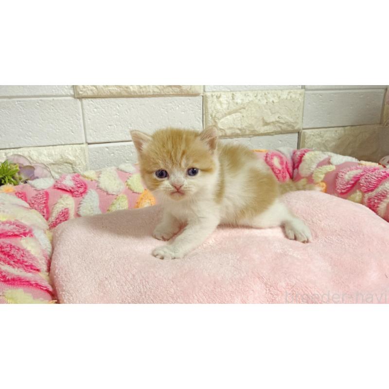 販売中の埼玉県のミヌエット-138158の6枚目