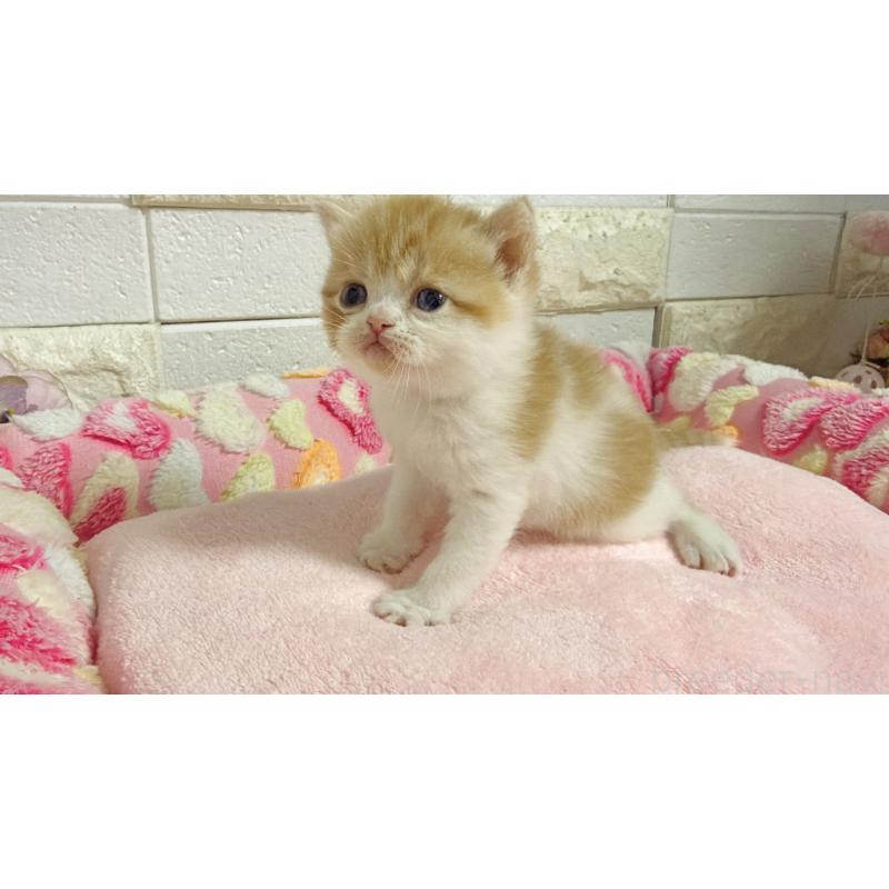 販売中の埼玉県のミヌエット-138158の4枚目