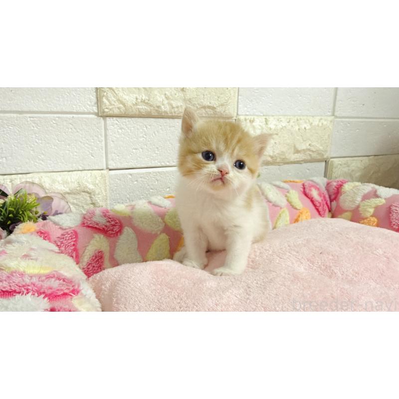 販売中の埼玉県のミヌエット-138158の3枚目