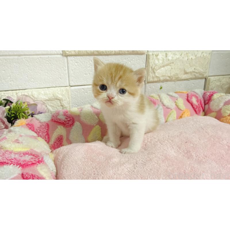 販売中の埼玉県のミヌエット-138158の2枚目