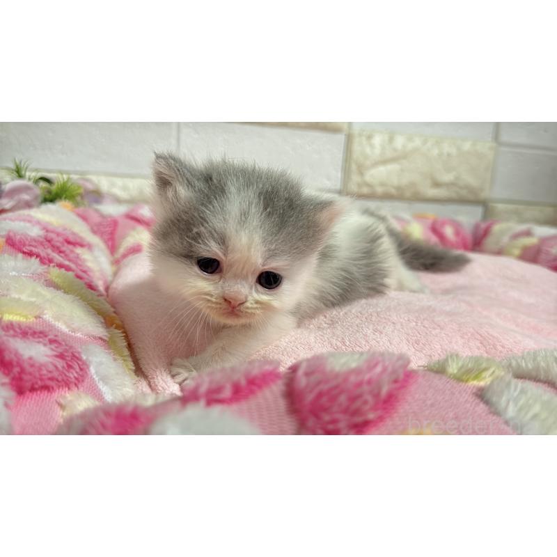 販売中の埼玉県のミヌエット-138159