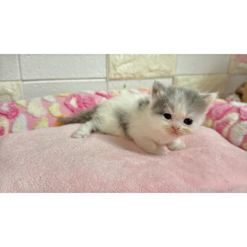 販売中の埼玉県のミヌエット-138159の8枚目