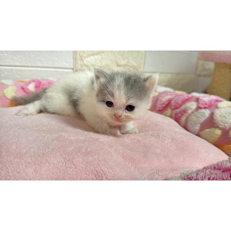 販売中の埼玉県のミヌエット-138159の7枚目