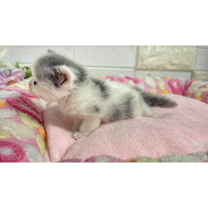 販売中の埼玉県のミヌエット-138159の6枚目