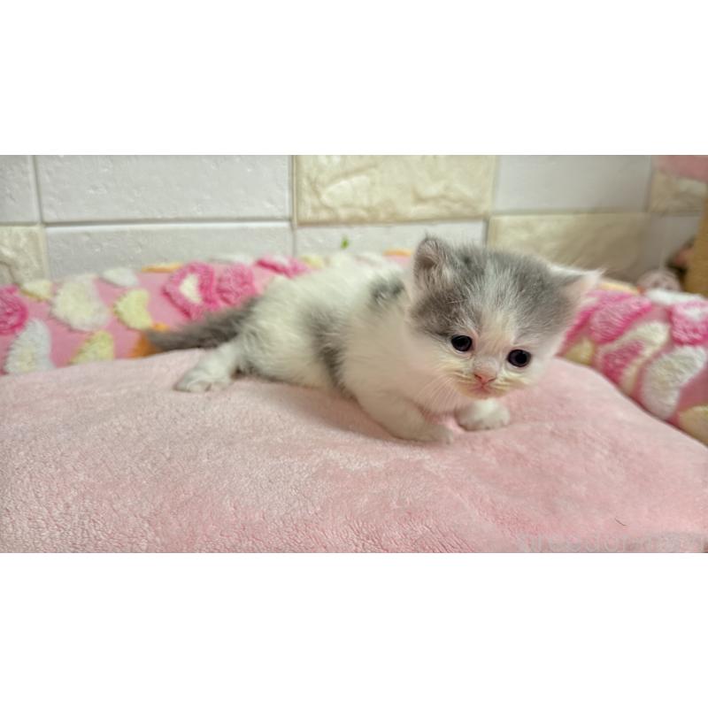 販売中の埼玉県のミヌエット-138159の5枚目