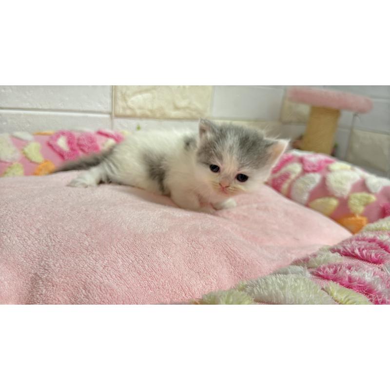 販売中の埼玉県のミヌエット-138159の3枚目