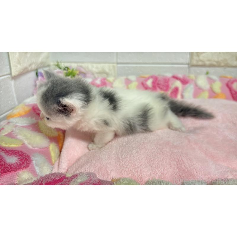 販売中の埼玉県のミヌエット-138159の2枚目