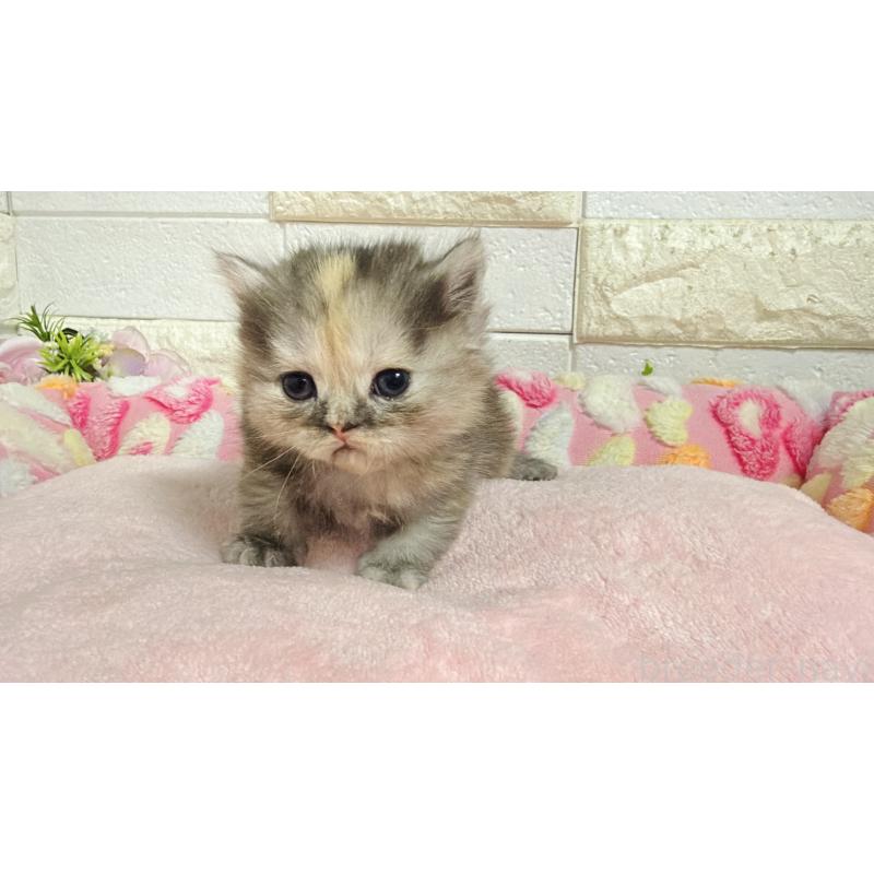 販売中の埼玉県のミヌエット-138160の10枚目