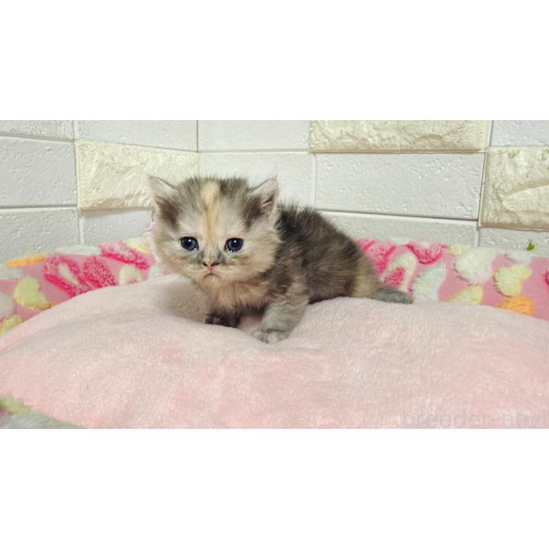 販売中の埼玉県のミヌエット-138160の9枚目