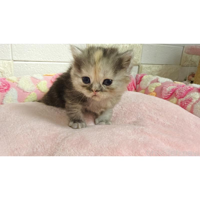 販売中の埼玉県のミヌエット-138160の8枚目