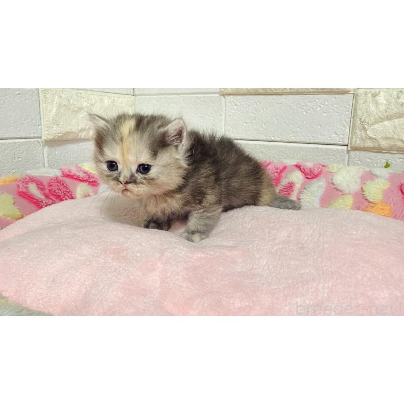 販売中の埼玉県のミヌエット-138160の7枚目