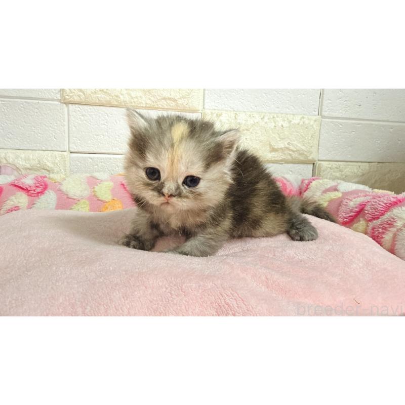 販売中の埼玉県のミヌエット-138160の5枚目