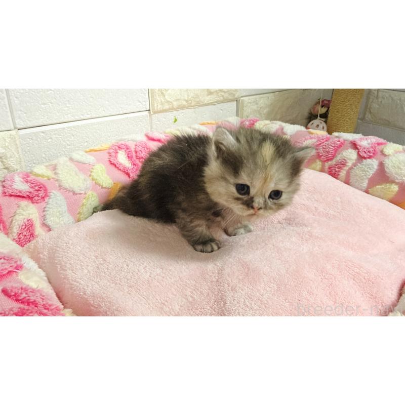 販売中の埼玉県のミヌエット-138160の4枚目