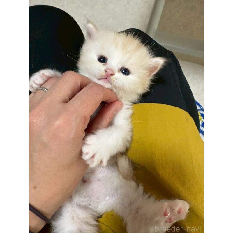 販売中の広島県のマンチカン-138161の11枚目