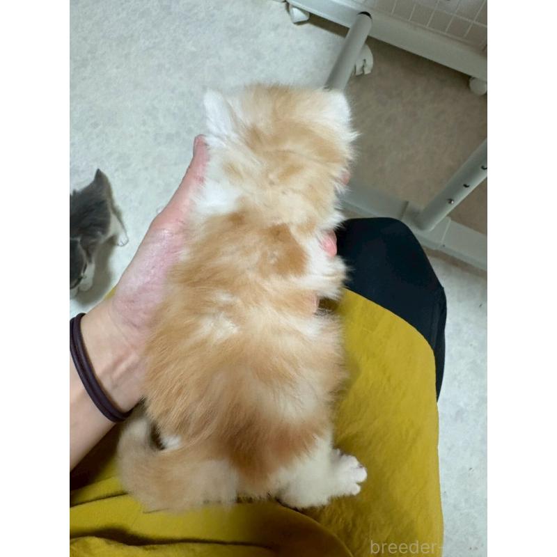 販売中の広島県のマンチカン-138161の10枚目