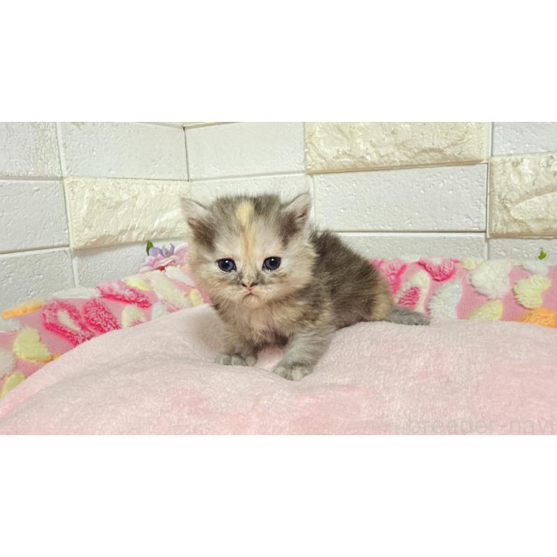 販売中の埼玉県のミヌエット-138160の3枚目