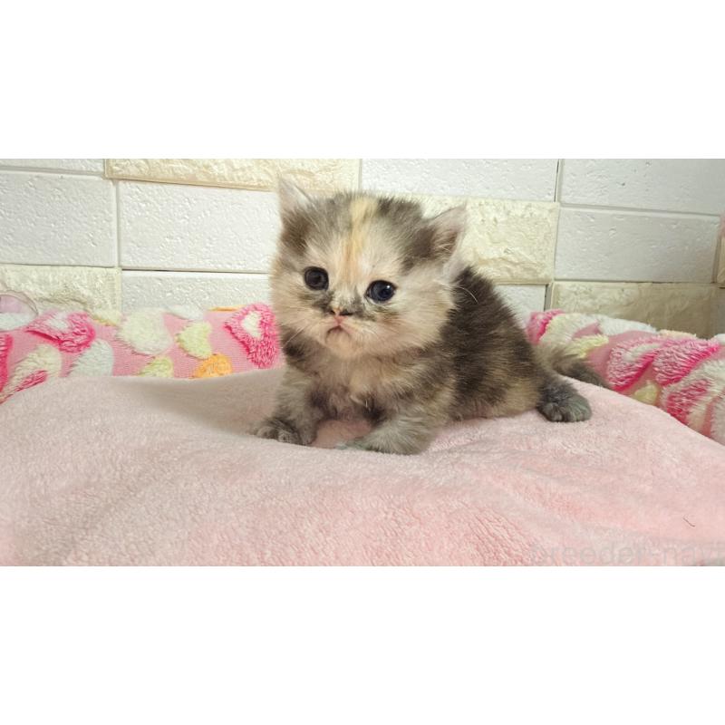 販売中の埼玉県のミヌエット-138160の2枚目