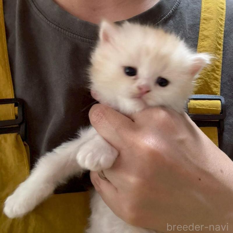 販売中の広島県のマンチカン-138161の9枚目