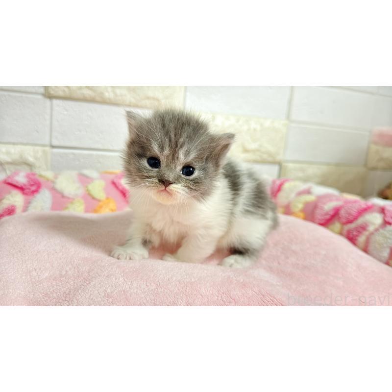 販売中の埼玉県のミヌエット-138162