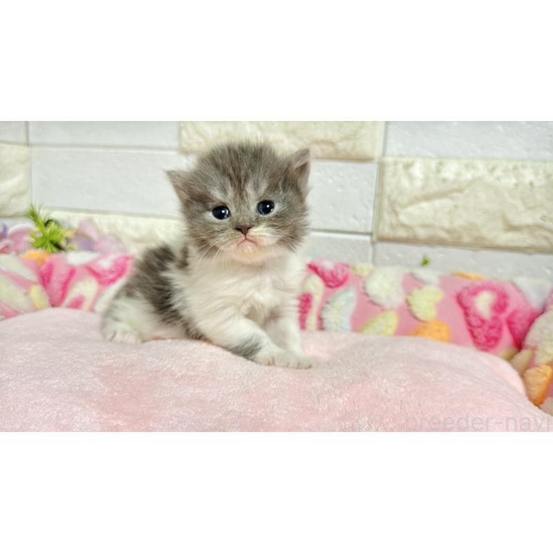 販売中の埼玉県のミヌエット-138162の11枚目