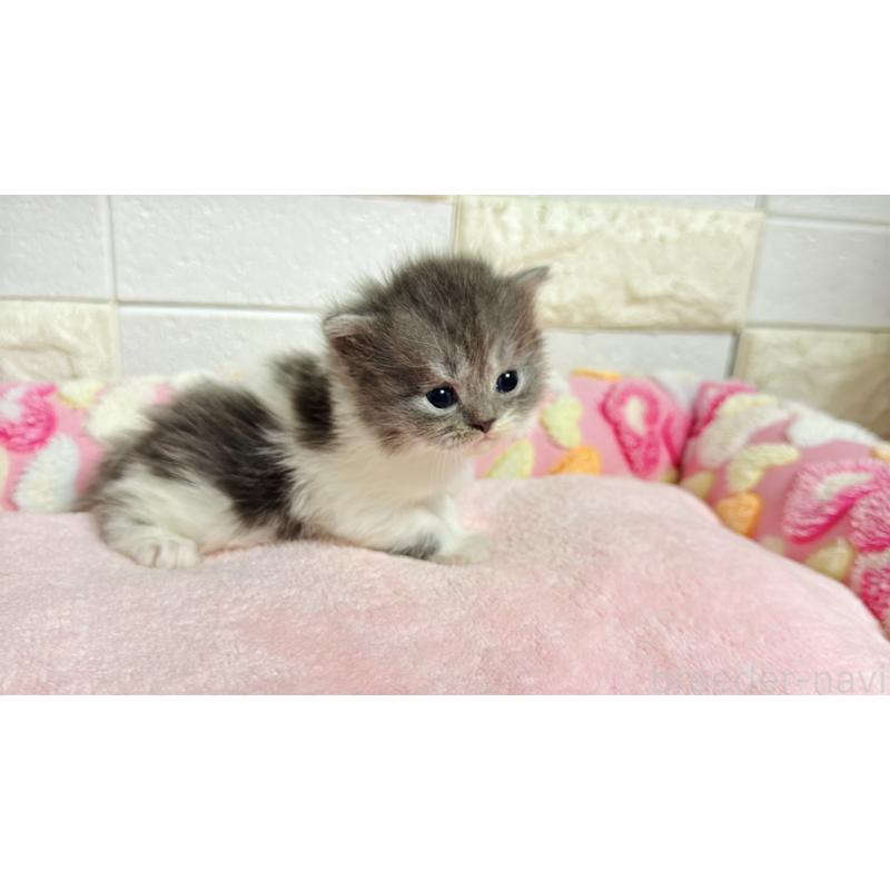 販売中の埼玉県のミヌエット-138162の10枚目