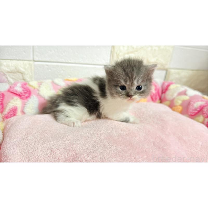 販売中の埼玉県のミヌエット-138162の9枚目