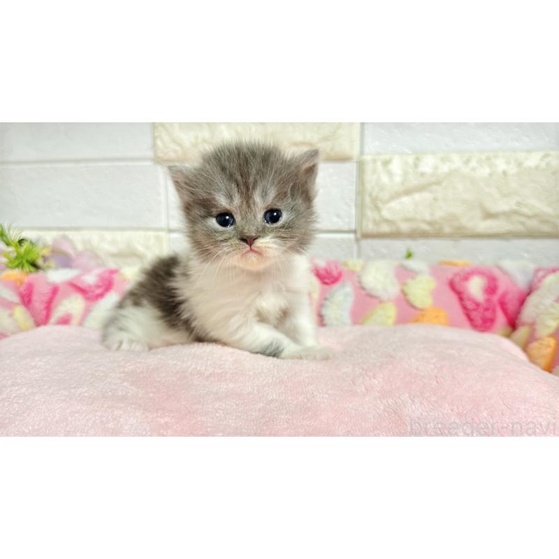 販売中の埼玉県のミヌエット-138162の8枚目