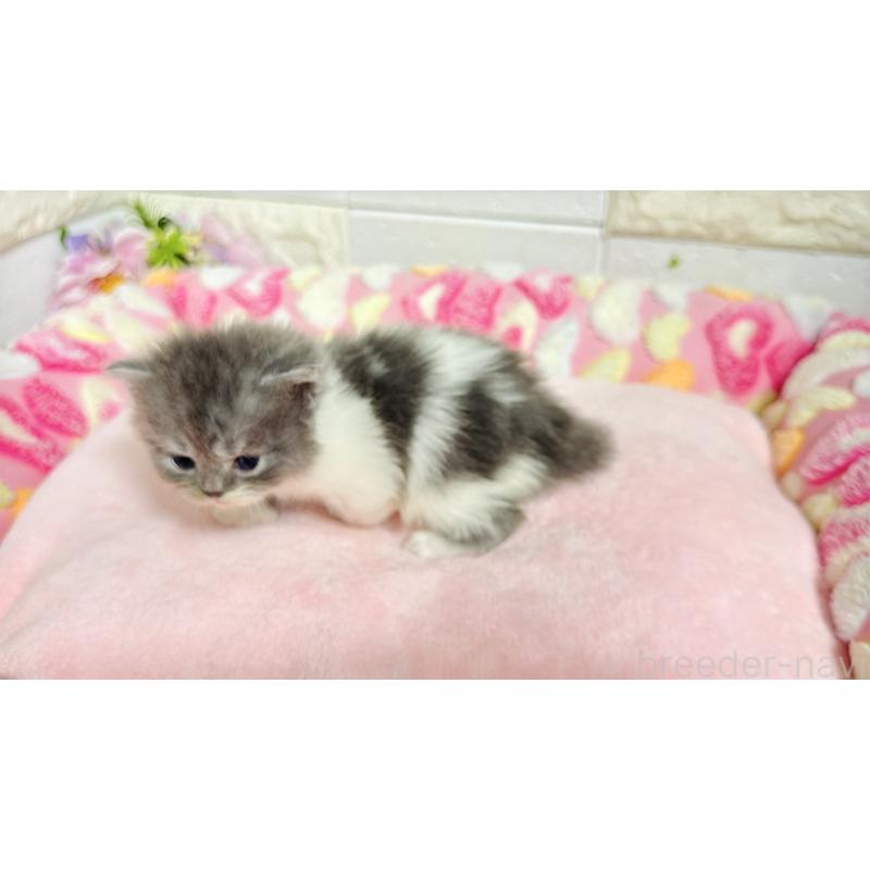 販売中の埼玉県のミヌエット-138162の7枚目