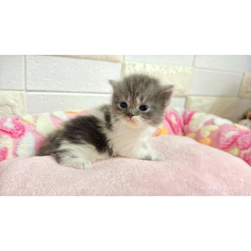 販売中の埼玉県のミヌエット-138162の6枚目