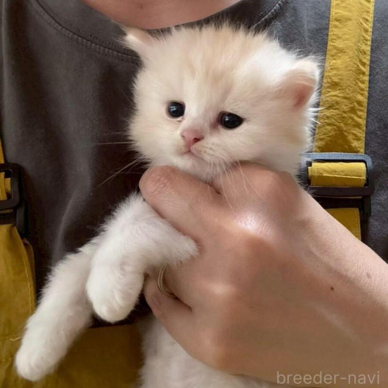 販売中の広島県のマンチカン-138161の8枚目