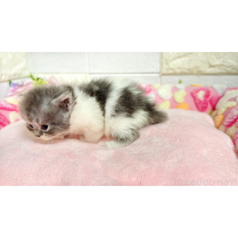 販売中の埼玉県のミヌエット-138162の4枚目