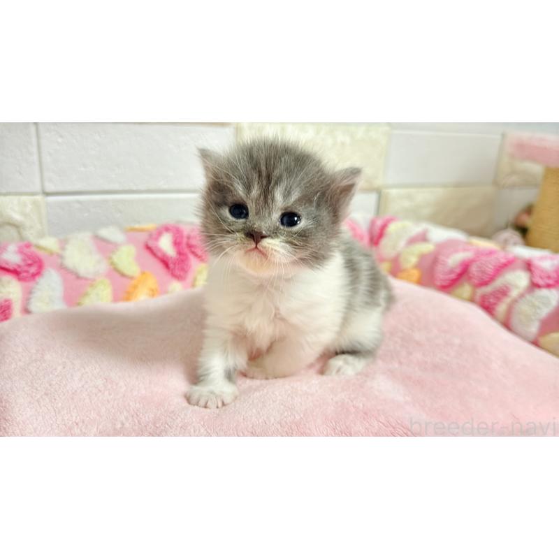 販売中の埼玉県のミヌエット-138162の3枚目