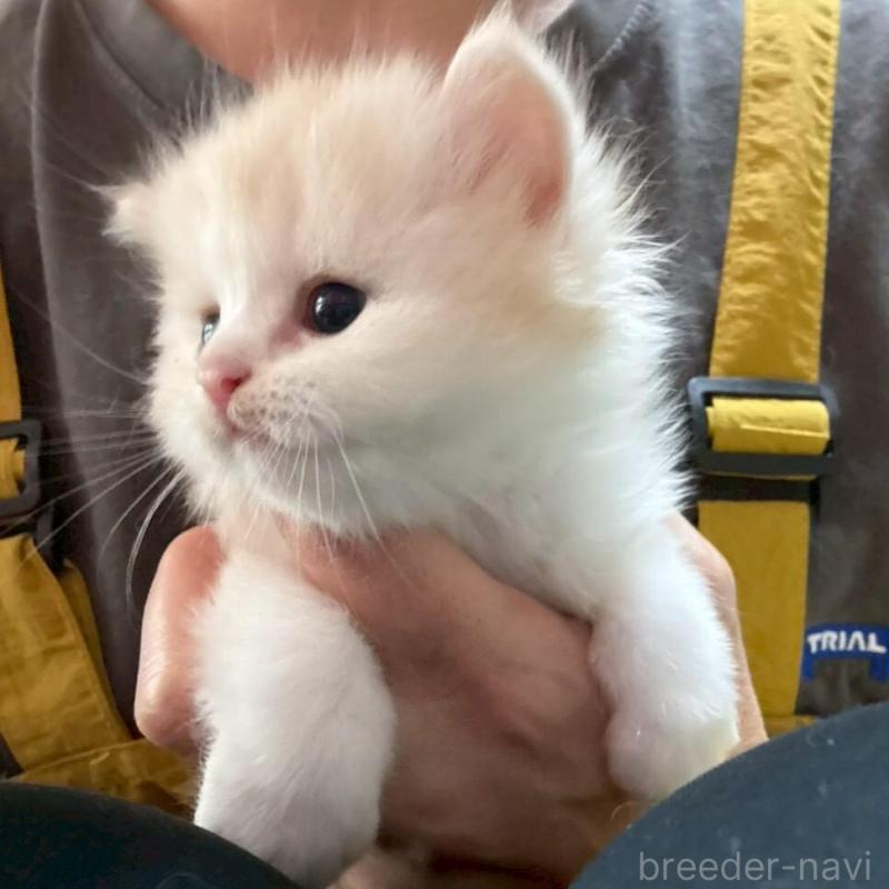 販売中の広島県のマンチカン-138161の7枚目