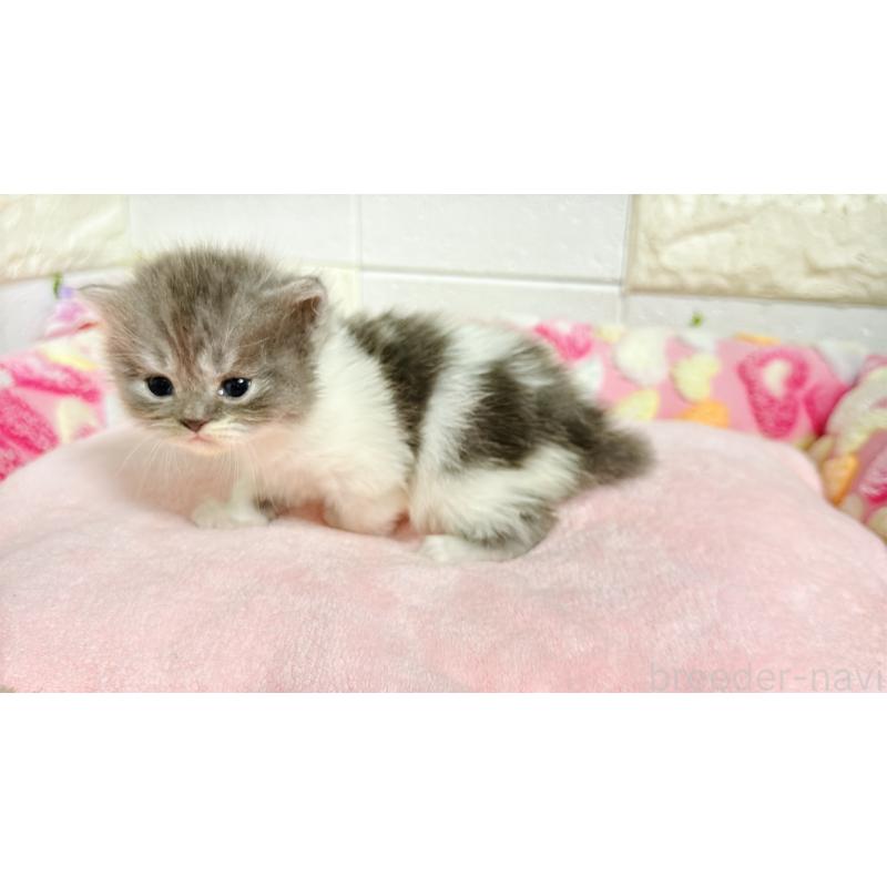 販売中の埼玉県のミヌエット-138162の2枚目