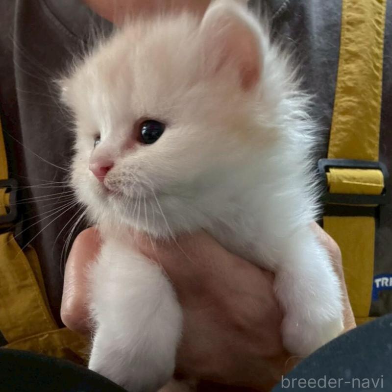 販売中の広島県のマンチカン-138161の6枚目