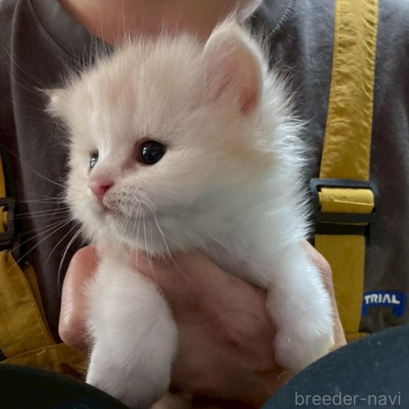 販売中の広島県のマンチカン-138161の5枚目