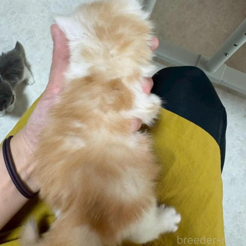 販売中の広島県のマンチカン-138161の4枚目