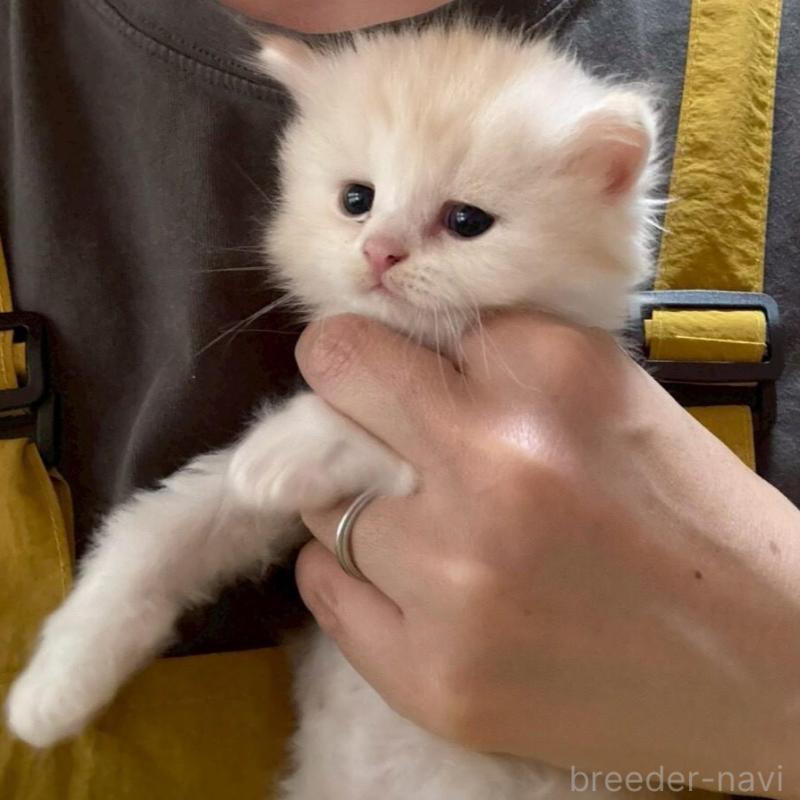 販売中の広島県のマンチカン-138161の3枚目